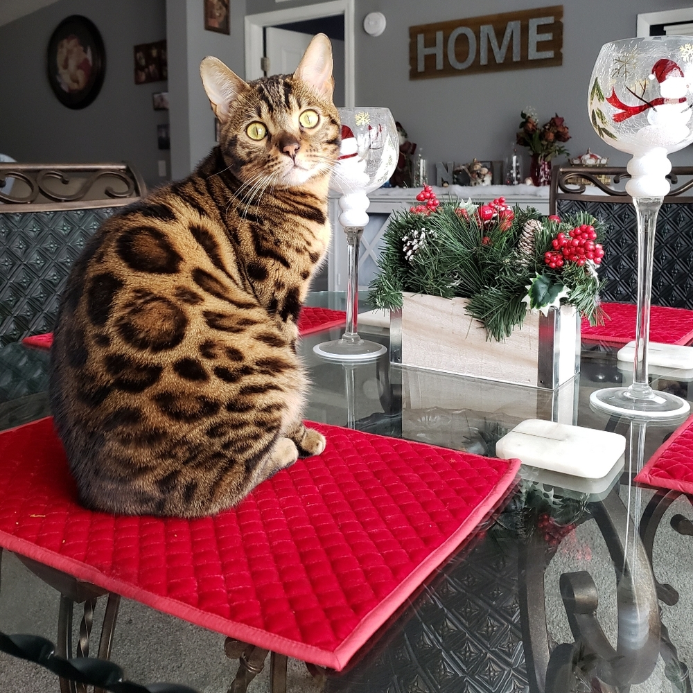 😻 "Like" Bookmark my page here 😻 - Picture 3 of 8